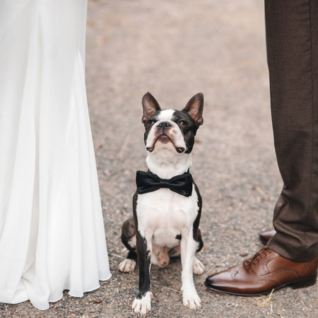 little dog at wedding