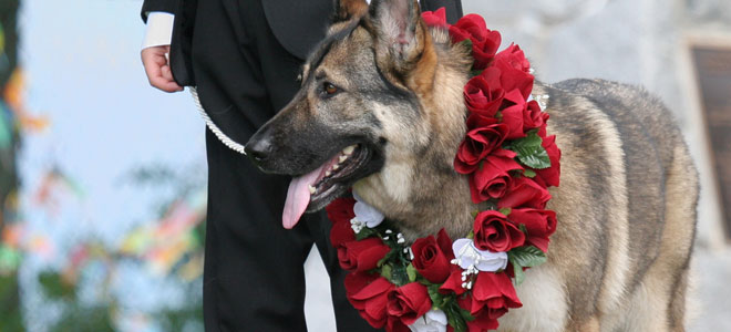 wedding day dog bronze service