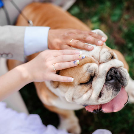 dog ring bearer at wedding